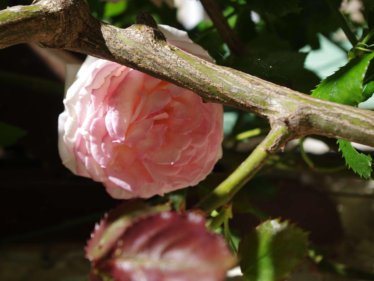 gîte de vacances à Villeréal avec jardin